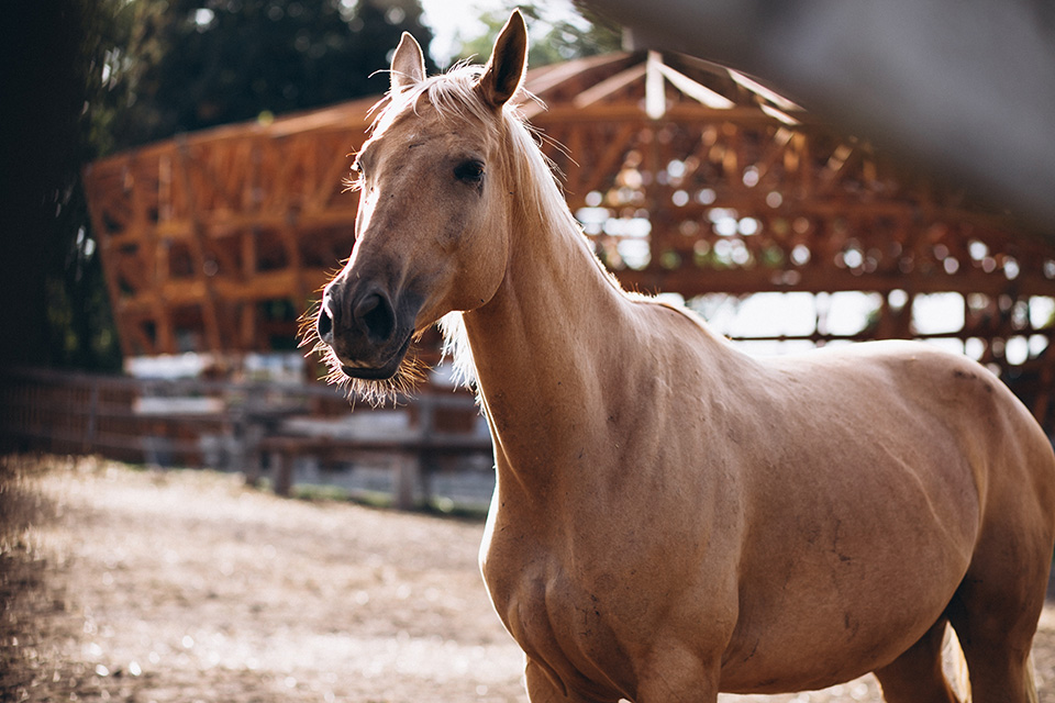 Биле отруени – два коња угинаа во скопската Зоолошка градина