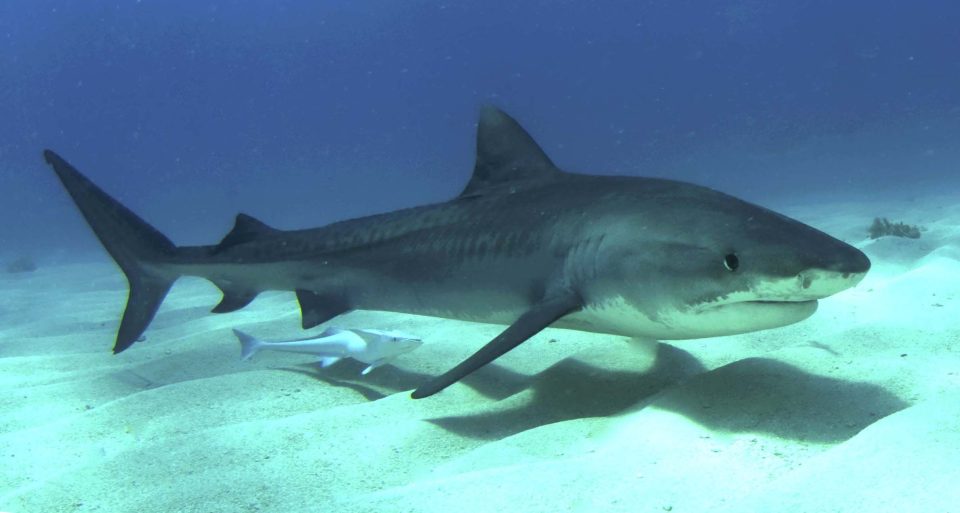 Кожата од ајкулите ќе се користи за заздравување рани и регенерација на ткива