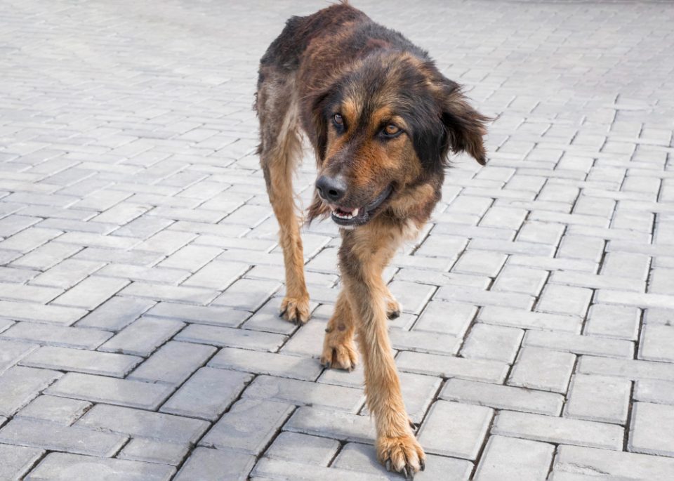 Бездомни кучиња ги „искасапија“ граѓаните, од „Лајка“ и МВР молк