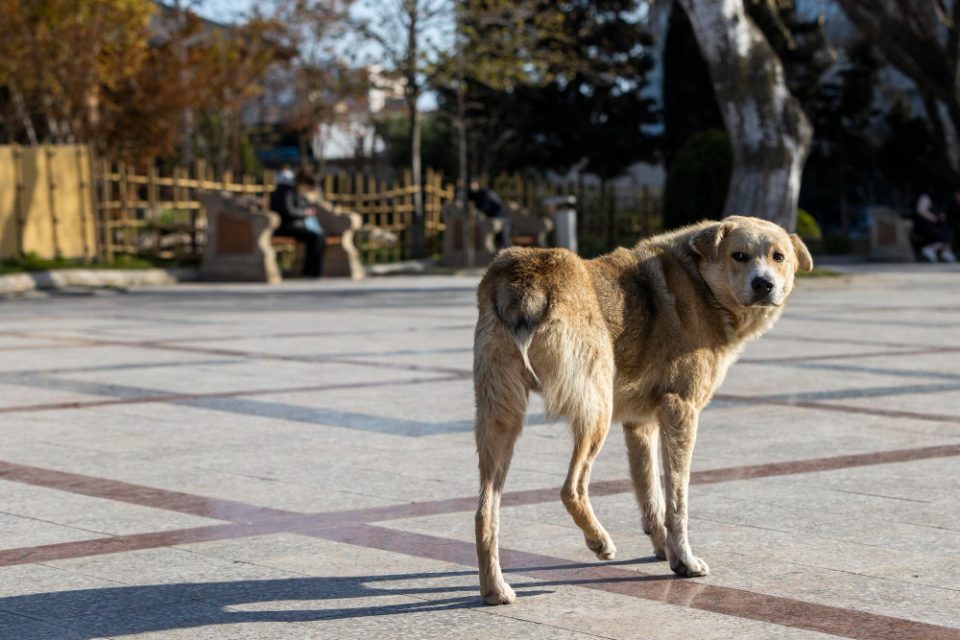 Малолетници каснати од кучиња со сопственик, скопјанец нападнат од куче скитник