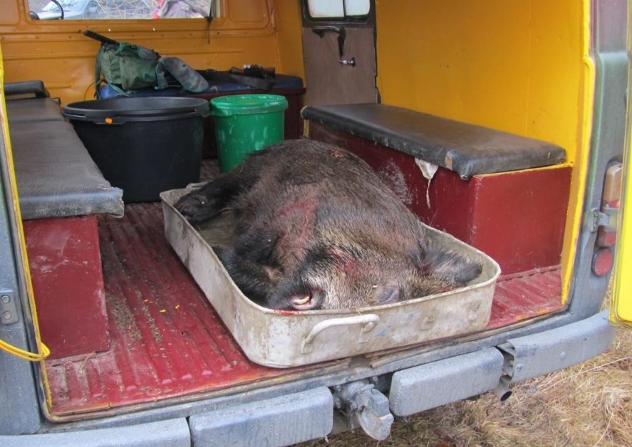Во кичевско откриена „Афричка свинска чума“ кај диви свињи