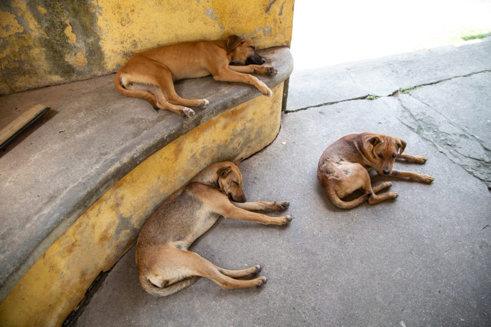 Тројца скопјани нападнати од кучиња скитници
