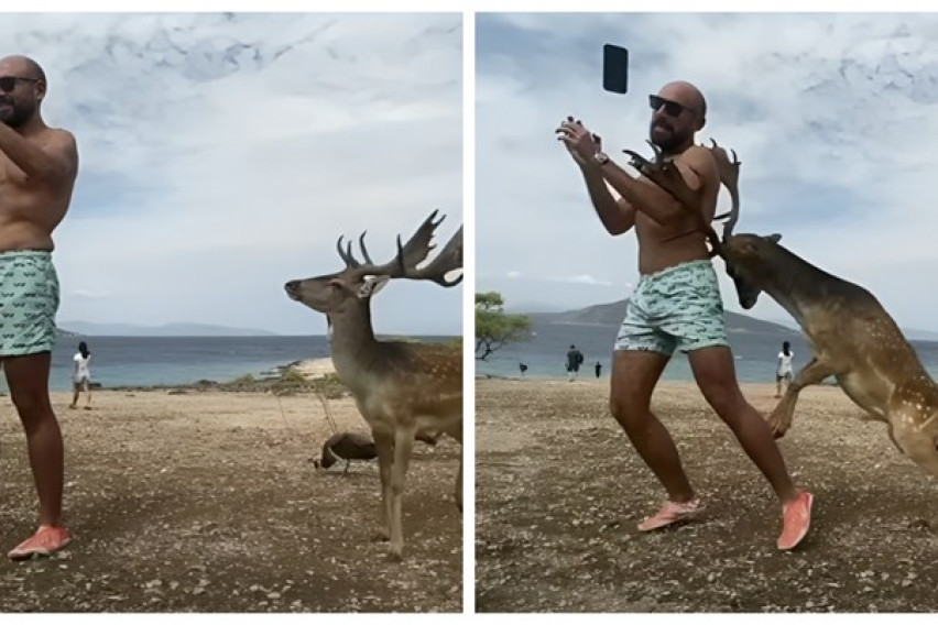 ВИДЕО: Турист се обидел да направи селфи со елен, па завршил со скршени ребра