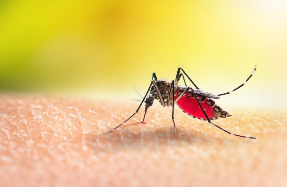ВО 13 ЕВРОПСКИ ЗЕМЈИ: Зголемен број на тигрести комарци кои предизвикуваат денга треска