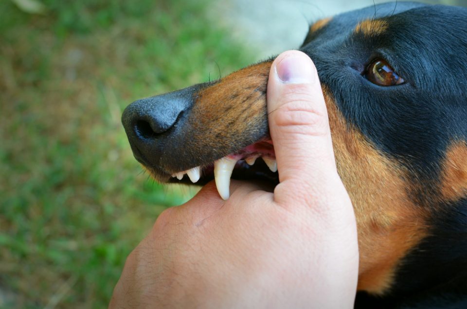 Пријавени девет каснувања од кучиња во државава изминатото деноноќие