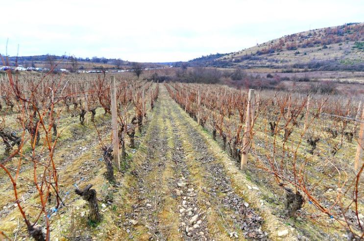 Мицкоски: Очекувам успешна година за лозарите – годинава откупната цена на  смедеревката и вранецот ќе постигне нов рекорд