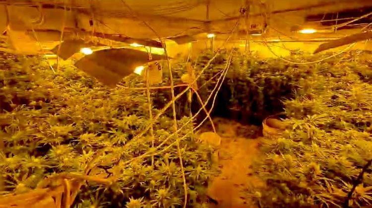 Ограбена фабрика за марихуана во Македонија, еве колкава количина е одземена