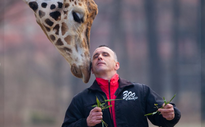 ГОЛЕМА ТАГА: Почина вработен во скопската зоолошка, неколку часа по него угина жирафата која ја чуваше