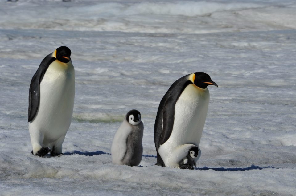 Родителите пингвини спијат над 10.000 пати дневно по 4 секунди