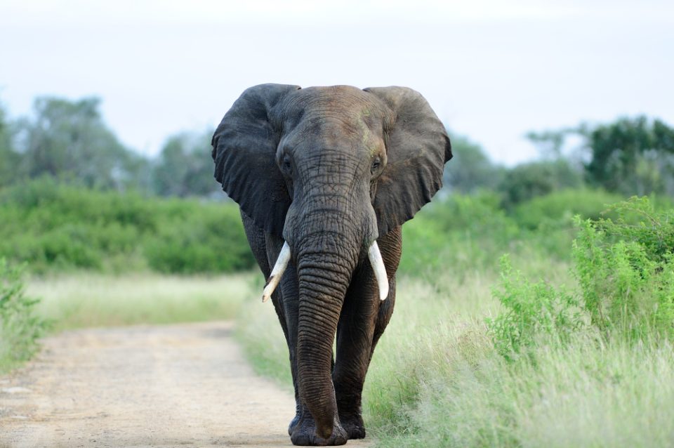Десетици слонови угинаа во националниот парк Хванге во Зимбабве