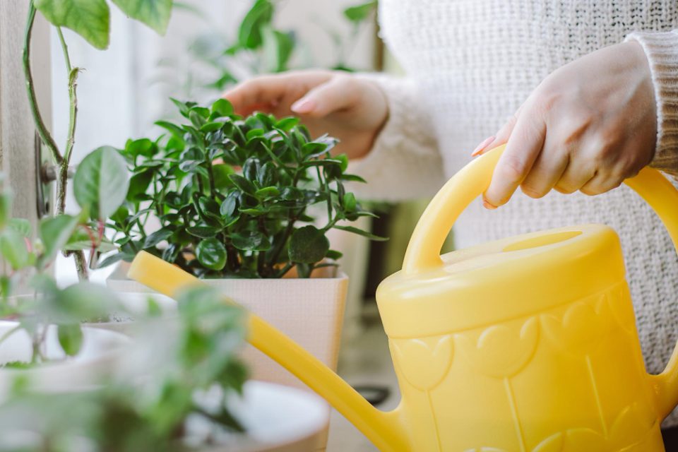 Домашен раствор за вашите растенија: Ќе помогне да цветаат постојано и да бидат свежи