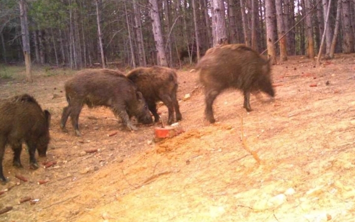 Кај дивите свињи на Шар Планина откриена е болеста африканска чума