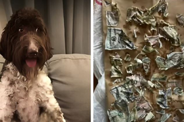 ВИДЕО: Куче изело 4.000 долари, сопствениците се обиделе да ги залепат