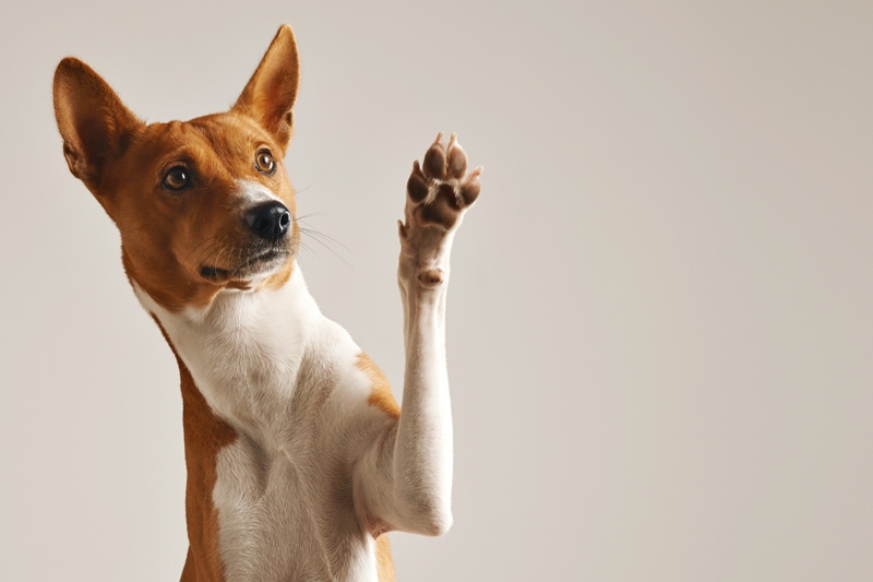 „Не го игнорирајте кучето кога е мирно“ – важни совети за сопствениците на кучиња