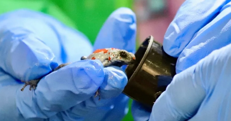 ФОТО+ВИДЕО: Сокрила 130 отровни жаби во куфер, се обидела да ја измами полицијата велејќи дека ги добила на подарок