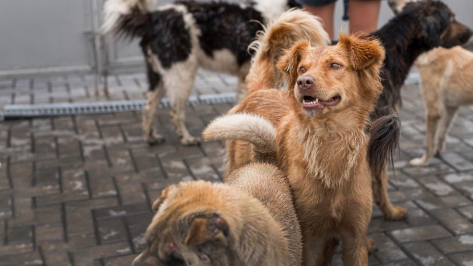 Тројца скопјани вчера искасани од кучиња скитници