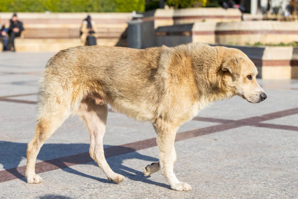 Обвинение за труење кучиња во Неготино