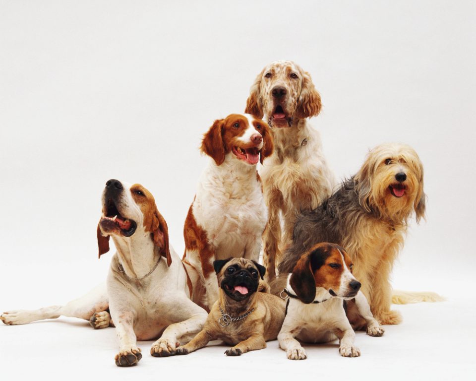 Научно докажано: Кои се најпаметните раси кучиња?