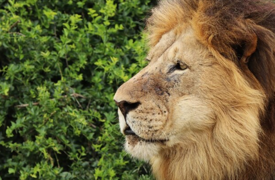 УЖАС: Човек сакал да се слика со лав, животното го уби