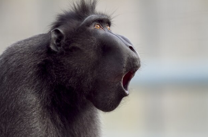 Човековидните мајмуни имаат смисла за хумор