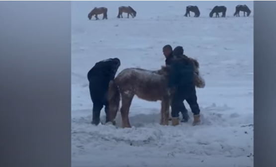 ЌЕ ВИ НАДОЈДАТ СОЛЗИ: Премрзнати животни беспомошно се заглавени во Монголија, екстремниот студ доведе до угинување на над 2 милиони животни (ВИДЕО)