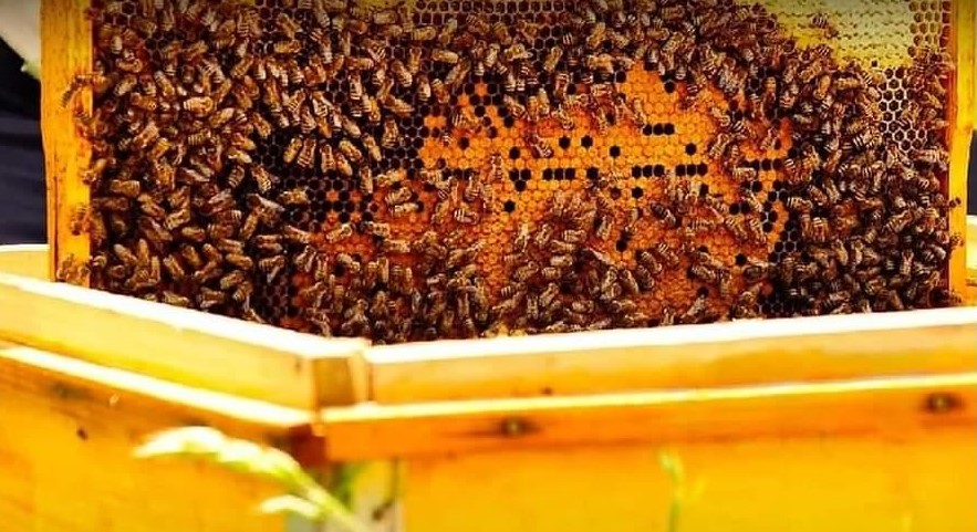 Пчеларите нека си ги проверат сметките, исплатени се вкупно 157 милиони денари