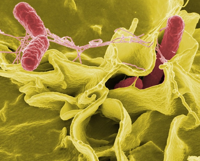 Нови шест потврдени случаи на заразени од салмонела во Берово
