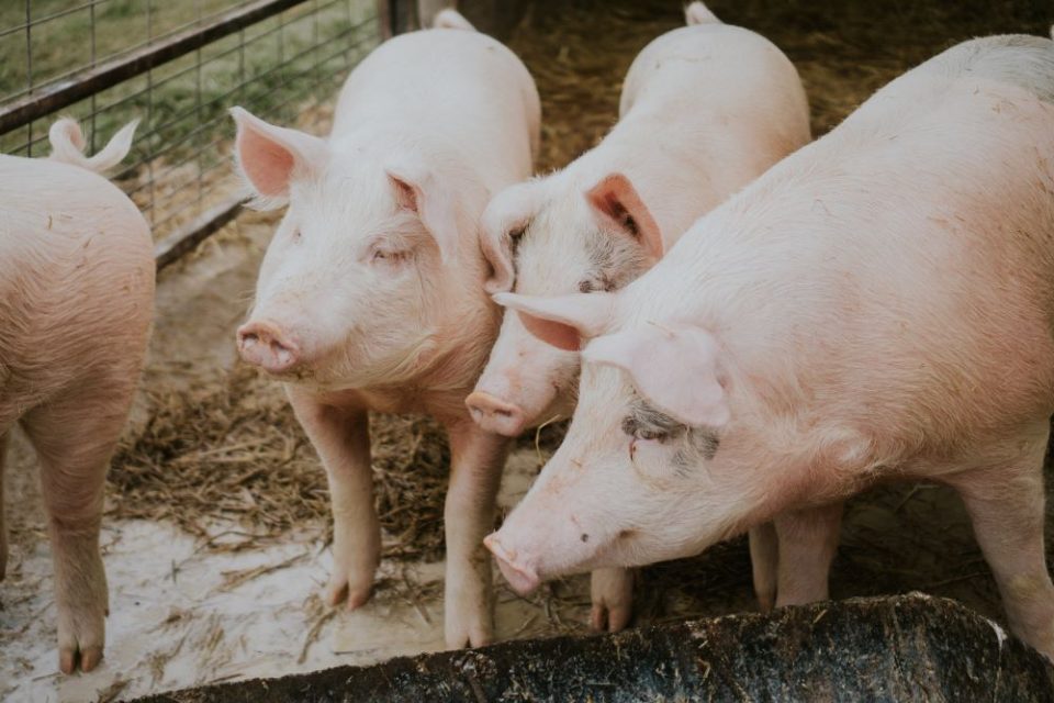 Во фарма во Германија изгореа илјадници свињи