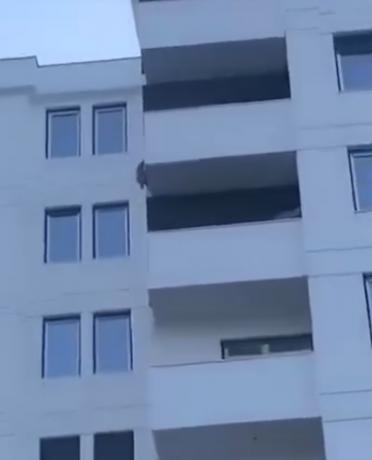ГРОЗОМОРЕН ЧИН: Куче фрлено од седми кат на зграда во Тетово (ВОЗНЕМИРУВАЧКО ВИДЕО)