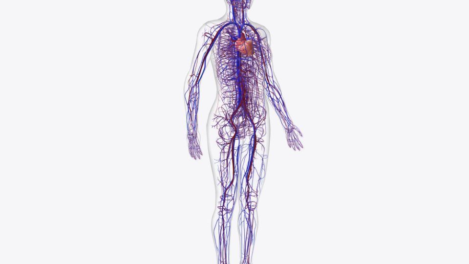 Лекарите дефинираа нов орган во човечкото тело