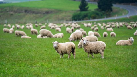 Намален бројот на овци и говеда, зголемен на свињите, козите и живината