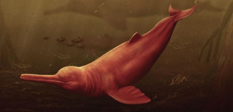 Пронајден фосил на речен делфин стар 16 милиони години