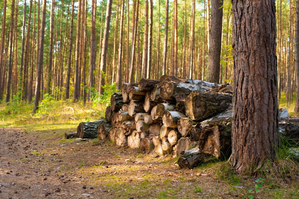 Приведени дрвокрадци во Сирково
