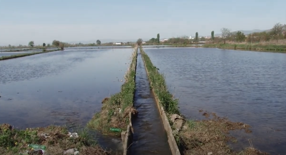 Почна полнењето со вода на земјоделските површини и сеидбата на оризот во Кочанско