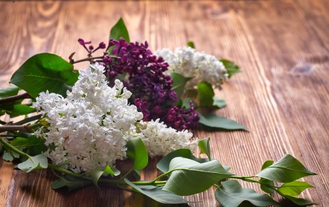 Јоргован – цвеќе кое е симболот на Велигден и според легендата процветал по благословот на Богородица
