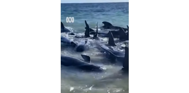 На западот на Австралија 160 насукани, а 26 угинати китови