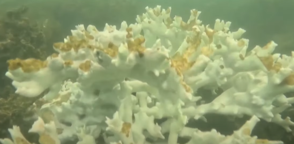 Потврдено четвртото глобално масовно белење на коралите