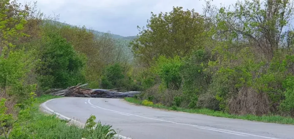 ВНИМАВАЈТЕ: Паднато дрво на овој патен правец во Македонија, сообраќајот отежнато се одвива!