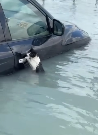 ВИДЕО: Мачка очајно се држи за автомобил за време на поплавите во Дубаи, видео од спасувањето вирално на социјалните мрежи