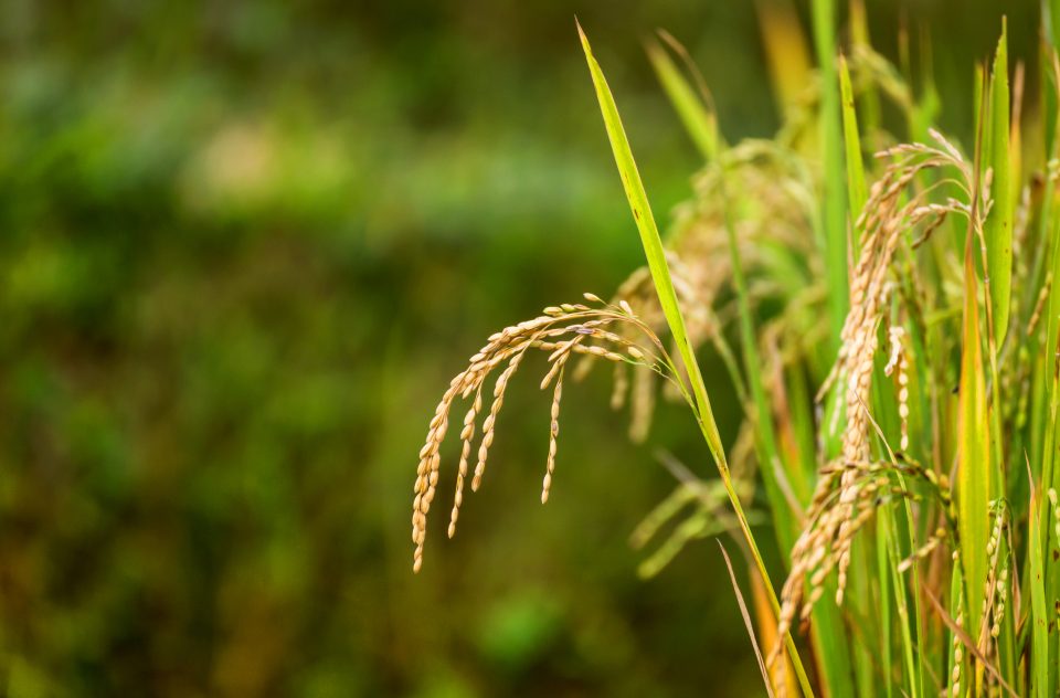 Од понеделник ќе почне полнењето на нивите во Кочанско и активностите за сеидба на оризот