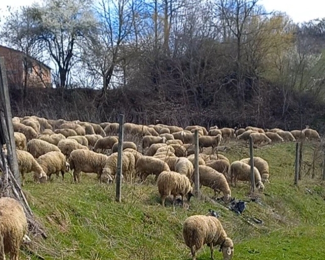 Дебарските сточари мака мачат да обезбедат овчари