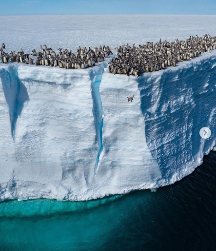 ДОСЕГА НЕВИДЕНО: Околу 700 млади пингвини снимени како скокаат во вода од голема висина (ВИДЕО)