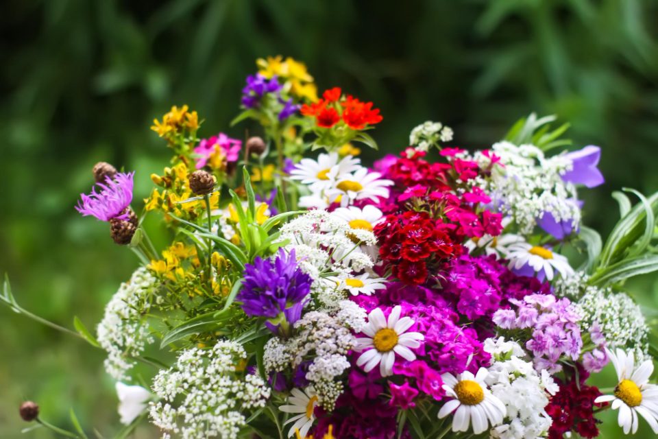 Цинијата- незаменливо украсно цвеќе во градината