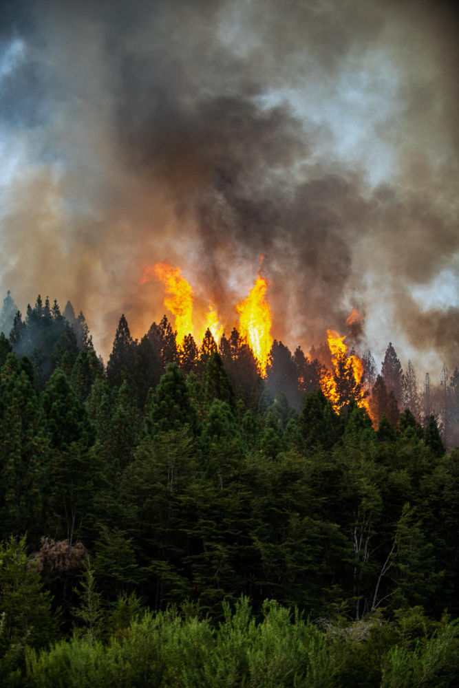 Шумските пожари лани уништиле над 500.000 хектари земјиште во ЕУ