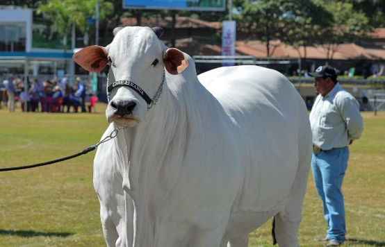 ФОТО: Оваа крава е продадена за 4,8 милиони долари, еве што ја прави посебна