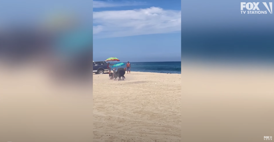 Застрашувачка глетка: Див бик нападна туристкa на плажа (ВИДЕО)