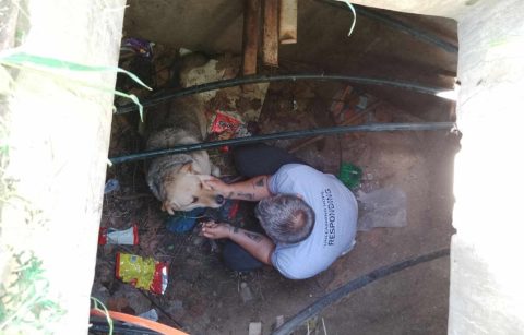 Невообичаена спасувачка акција во Скопје: Куче паднало во шахта и изгризало кабли за интернет на поликлиника – еве како е решен случајот