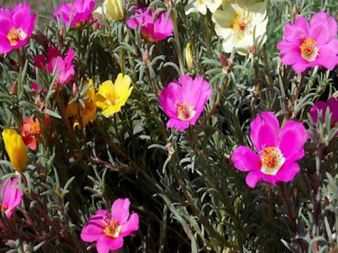 ПРКОС: Градинарска билка која цвета преку цело лето, а кога е облачно се затвора