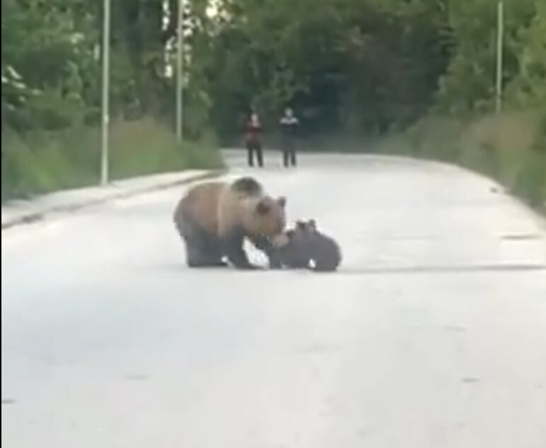 ВИДЕО: Мечки излегоа на среде пат во Маврово