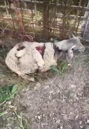 Мечка убила и изела овци во гостиварско